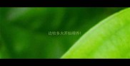 边牧多大开始喂养