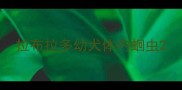拉布拉多幼犬体内蛔虫
