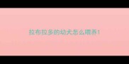 拉布拉多的幼犬怎么喂养