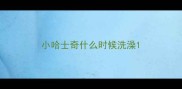 小哈士奇什么时候洗澡
