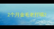2个月金毛老打嗝