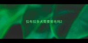 拉布拉多犬需要剪毛吗