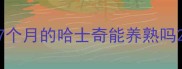 7个月的哈士奇能养熟吗