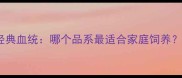 拉布拉多犬五大经典血统哪个品系最适合家庭饲养附科学选犬指南