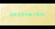 边牧宝宝怕蚊子咬吗