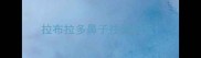 拉布拉多鼻子往外喷气
