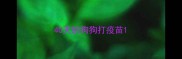 40天的狗狗打疫苗