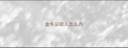 金毛总咬人怎么办