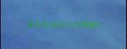 拉布拉多肚子在哪里