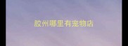 胶州哪里有宠物店