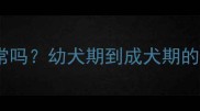 边境牧羊犬母犬脑袋小正常吗幼犬期到成犬期的发育全附饲养避坑指南