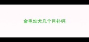金毛幼犬几个月补钙