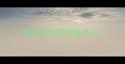 泰迪幼犬喜欢睡地下