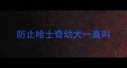 防止哈士奇幼犬一直叫