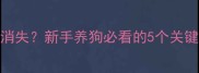 狗狗生小狗后突然消失新手养狗必看的5个关键点附防走失指南