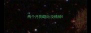 两个月狗呕吐没精神