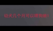 幼犬几个月可以喂狗娘