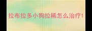 拉布拉多小狗拉稀怎么治疗
