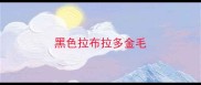 黑色拉布拉多金毛