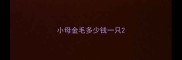 小母金毛多少钱一只