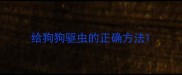 给狗狗驱虫的正确方法