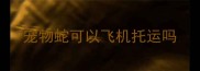 宠物蛇可以飞机托运吗