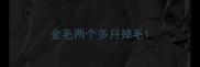 金毛两个多月掉毛