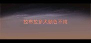 拉布拉多犬颜色不纯