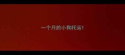 一个月的小狗托运