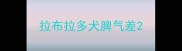 拉布拉多犬脾气差
