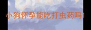 小狗怀孕能吃打虫药吗