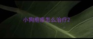 小狗疱疹怎么治疗