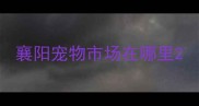 襄阳宠物市场在哪里