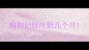 狗狗奶糕吃到几个月
