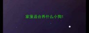 家里适合养什么小狗