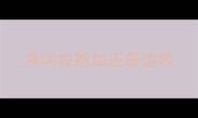 养阿拉斯加还是边牧