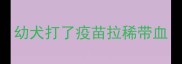 幼犬打了疫苗拉稀带血
