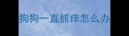 狗狗一直抓痒怎么办