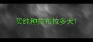 买纯种拉布拉多犬
