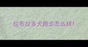 拉布拉多犬跑步怎么样