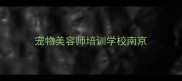 宠物美容师培训学校南京
