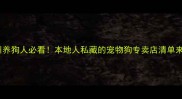 杭州养狗人必看本地人私藏的宠物狗专卖店清单来啦