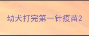 幼犬打完第一针疫苗