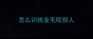 怎么训练金毛咬别人