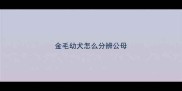 金毛幼犬怎么分辨公母