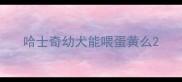 哈士奇幼犬能喂蛋黄么