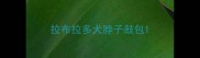 拉布拉多犬脖子鼓包
