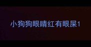 小狗狗眼睛红有眼屎