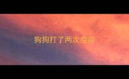 狗狗打了两次疫苗
