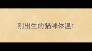 刚出生的猫咪体温